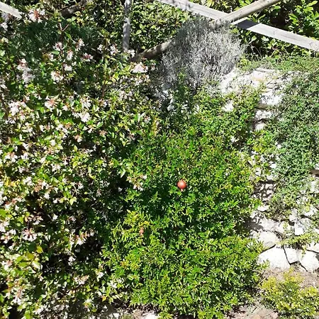 Ancaiano Di *